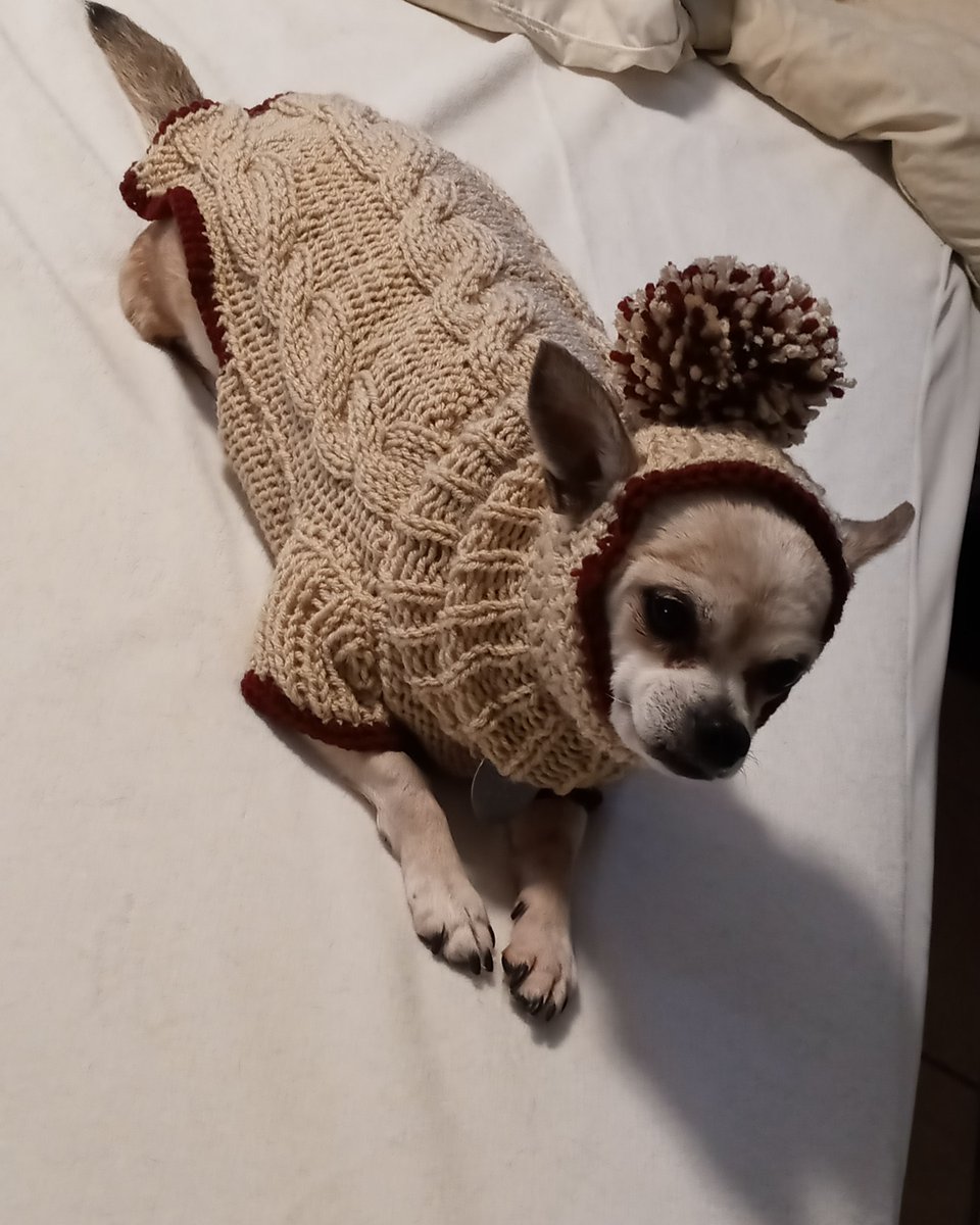 Made_Wicked's tweet photo. Just finished a custom order, a dog sweater with a matching beanie with a Pom-Pom on top #crochet #knitting #knit #handmade #yarn #yarns #gifts #christmas #chrismasgift #dog #dogsofinstagram https://t.co/9ZuOXRLe36