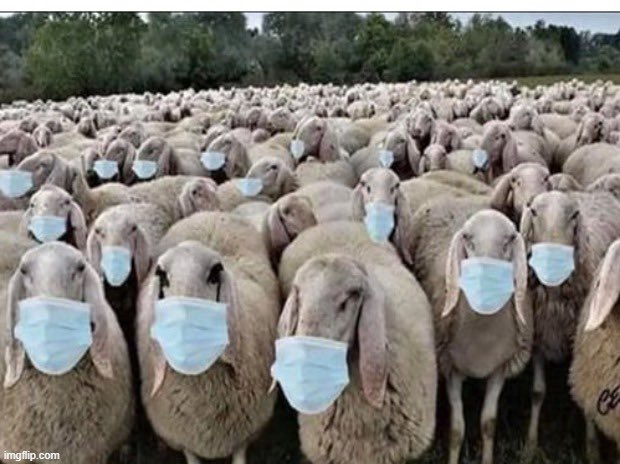 ShaneDzl's tweet photo. Dewine will forever go down history as the valiant shepard who lead his merry flock of mask wearing sheep right off the cliff. https://t.co/P3wfsNJV52