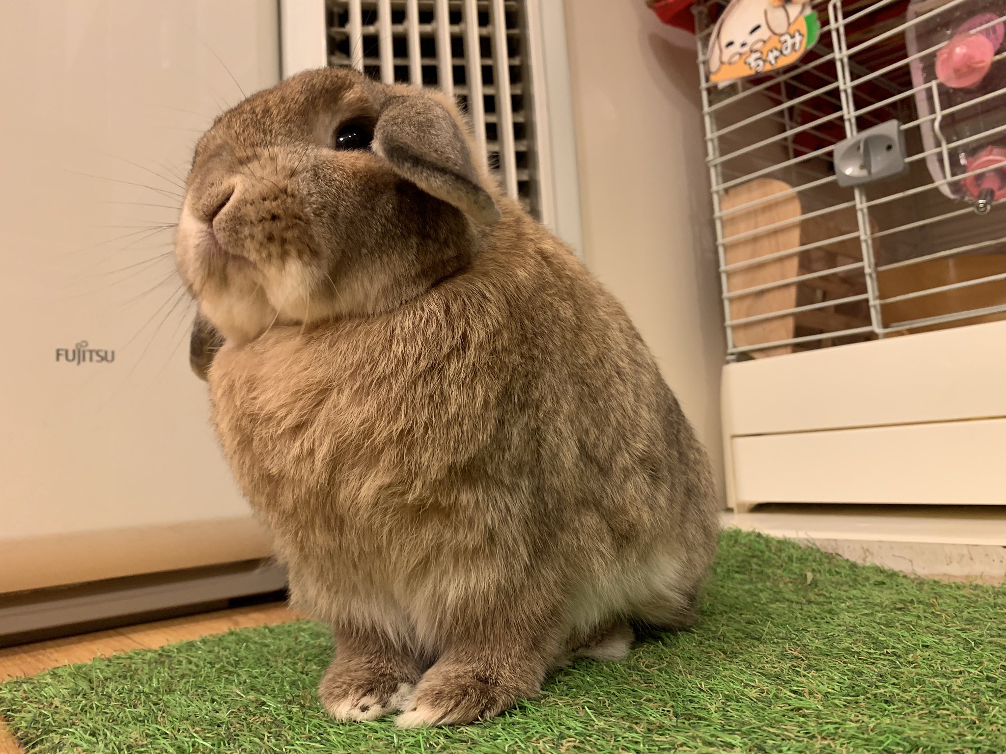 うさぎカフェ もふれる 本日11 00 オープン致しました どっから撮っても可愛いすぎるちゃみさん もうカメラロールがちゃみでいっぱいです笑 最近ポちゃってきてほっぺが大福みたいです T Co 6lplwspwgf うさぎ 動物カフェ うさぎ