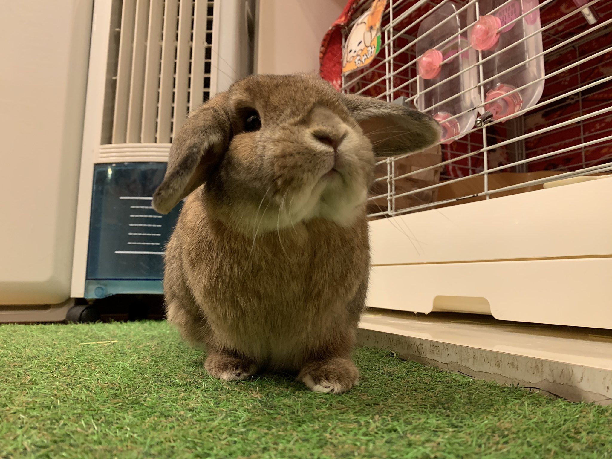 うさぎカフェ もふれる 本日11 00 オープン致しました どっから撮っても可愛いすぎるちゃみさん もうカメラロールがちゃみでいっぱいです笑 最近ポちゃってきてほっぺが大福みたいです T Co 6lplwspwgf うさぎ