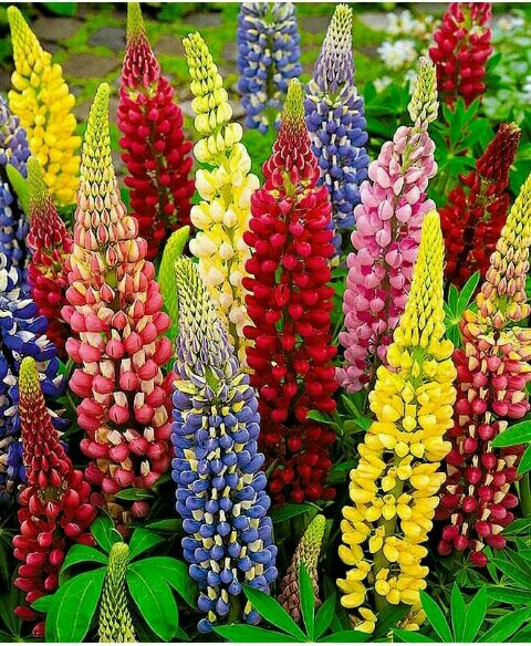 chahatsidhu123's tweet photo. #SaturdayMorning
#ColorfulPic
#BeautyOfNature https://t.co/kTksHMUdKs
