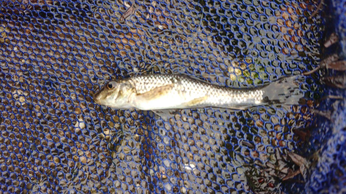 ガサガサ淡水魚部 川湖沼池水路の魚 うわっ ありがとうございます ゼゼラってなんか頭がまるっこくてかわいいですねー 参考になります いつもとってるツチフキポイントにいたので たぶんツチフキの可能性大かもですが いろいろ同定待機の魚がい ガサガサ淡水魚部 川湖沼池水路の魚 うわっ ありがとうございます ゼゼラってなんか頭がまるっこくてかわいいですねー 参考になります いつもとってるツチフキポイントにいたので たぶんツチフキの可能性大かもですが いろいろ同定待機の魚がい