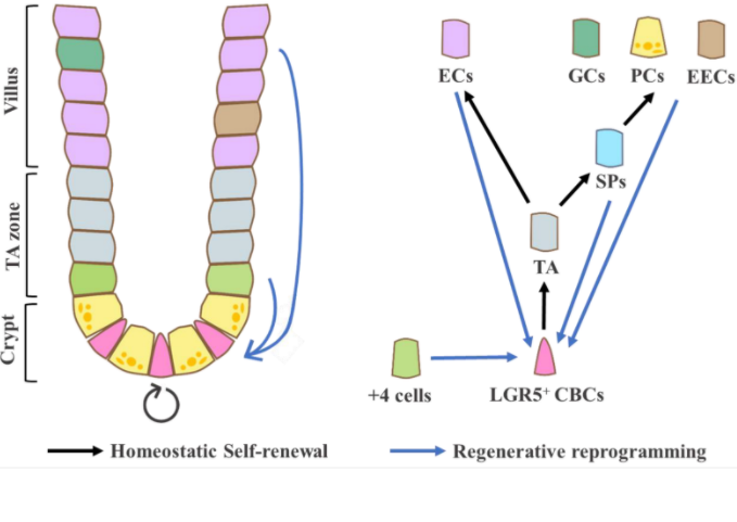 Intestinal_Cell's tweet photo. In this review, scientists summarize recent advances in understanding the correlation between Hippo 🦛–YAP signaling and intestinal homeostasis, repair, and tumorigenesis, focusing specifically on #IntestinalStemCell regulation.

https://t.co/tlpXlsLmBG https://t.co/PElRAOj2m5