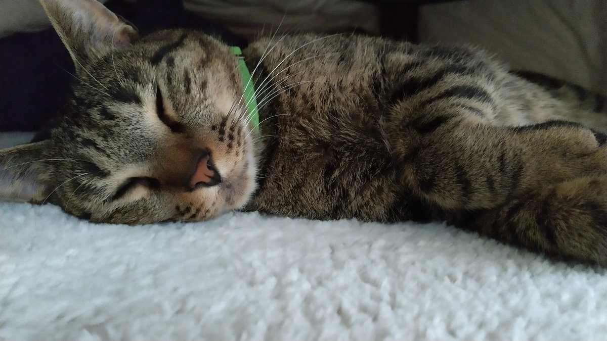 chomomo_mo's tweet photo. おひさです
こんにちはー
#猫 #猫写真  #ねこ https://t.co/enxGL4YbVx