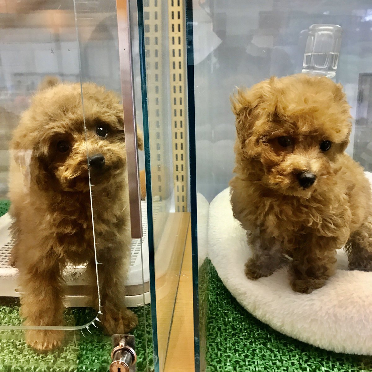 Petwith渋谷店 当店のトイプードル 2人とも両親が小さいタイニーサイズです 右の子は高い所に乗って身長をごまかしてる笑 お耳などのお顔のバランス的にベアカットが似合う女の子2人です 渋谷 ペットショップ トイプードル タイニープードル