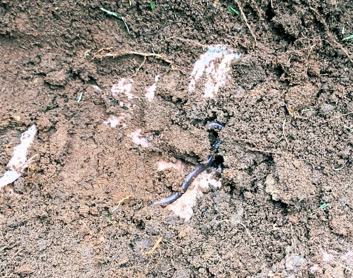 AuJennymBrown's tweet photo. Yes #WorldSoilDay = final #UNEDiscovery #soilyourundie #challenge checkpoint! The #urbanfarm excavation evicted quite a few #worms & #soil critters enjoying the #periurban #cotton #soilhealth 2 @CottonHubUNE @CottonInfoAust @fullcirclefibre
#agchatoz #ausag #SoilSelfie https://t.co/9WzMe3VNWc