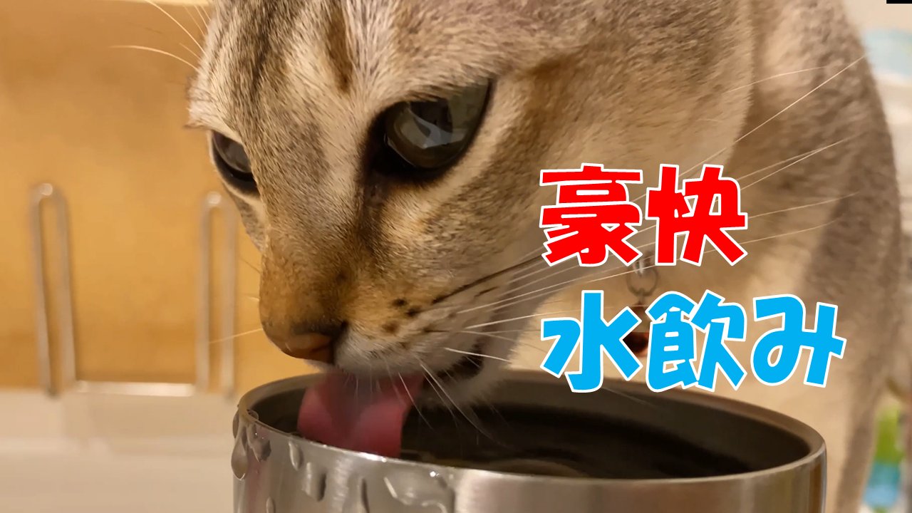 お猫はつらいよ 優作 クミン Yuusacumin Twitter