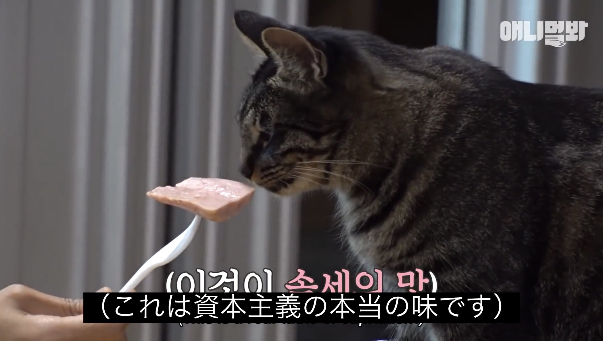 アキ Kritter Sub T Co Hhfwywbw0k Twitter