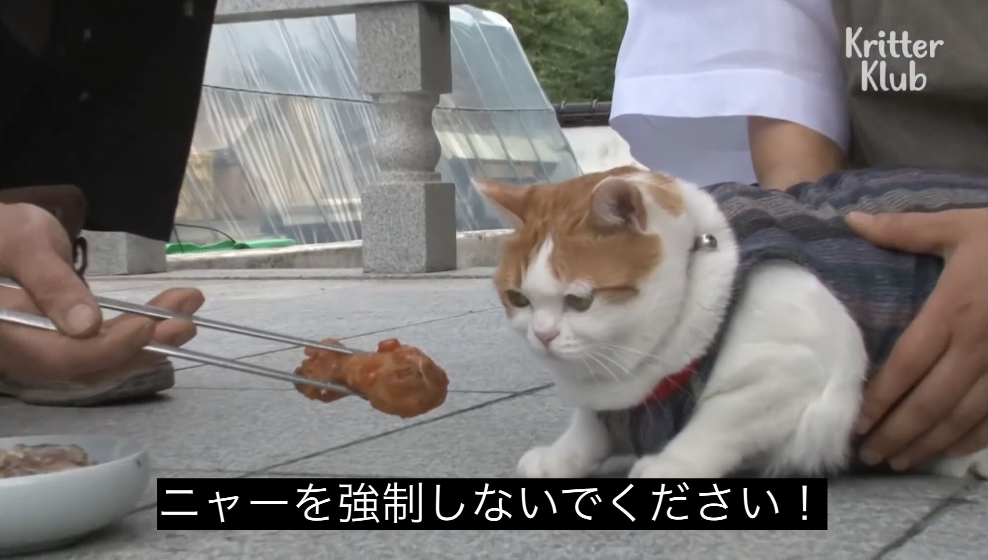 アキ Kritter Sub T Co Hhfwywbw0k Twitter