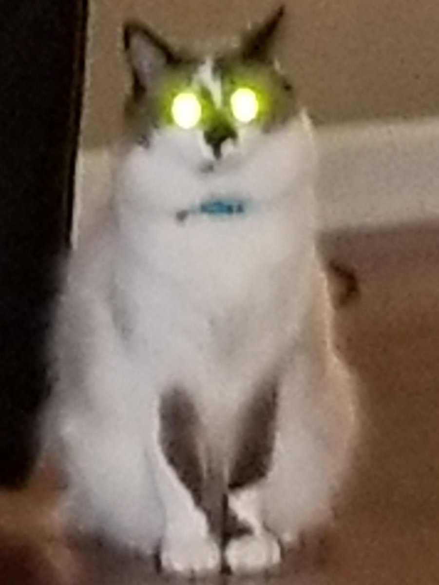 khaleesi_cat's tweet photo. @Marplymoo Yes we do 🤗😂 https://t.co/MkzRn1fSnJ