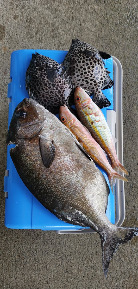 神港つり具 八丈島 レンタルサビキングの東京の本田さん途中経過 お昼食べて雨上がり待ち最チャレンジ予定 八丈島 釣った魚でお昼ご飯 通 Nmakoto5 T Co 3ux7m7csjw 神港つり具 八丈島 レンタルサビキングの東京の本田さん途中経過 お昼食べて雨上がり待ち最チャレンジ予定 八丈島 釣った魚でお昼ご飯 通 Nmakoto5 T Co 3ux7m7csjw