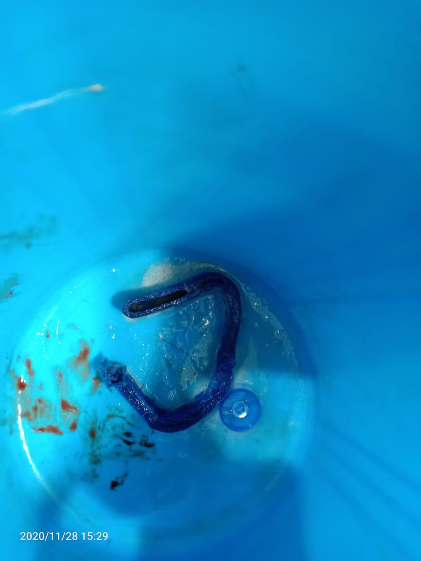 Manekagandhibjp's tweet photo. Rishabh Mehra has still not been arrested and is absconding. He works at @Cognizant. 

These pictures are of a leash which was stuffed into Buddy’s anus (found during his operation) and of his crushed bones. 

Shall we allow this monster to get away with this cruelty? https://t.co/IXiQEY4etZ