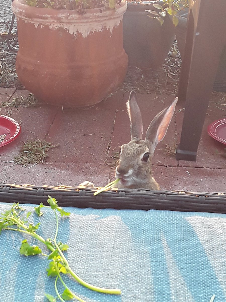 @backt0nature Our rabbit friends, enjoying their favorite snack -- cilantro.