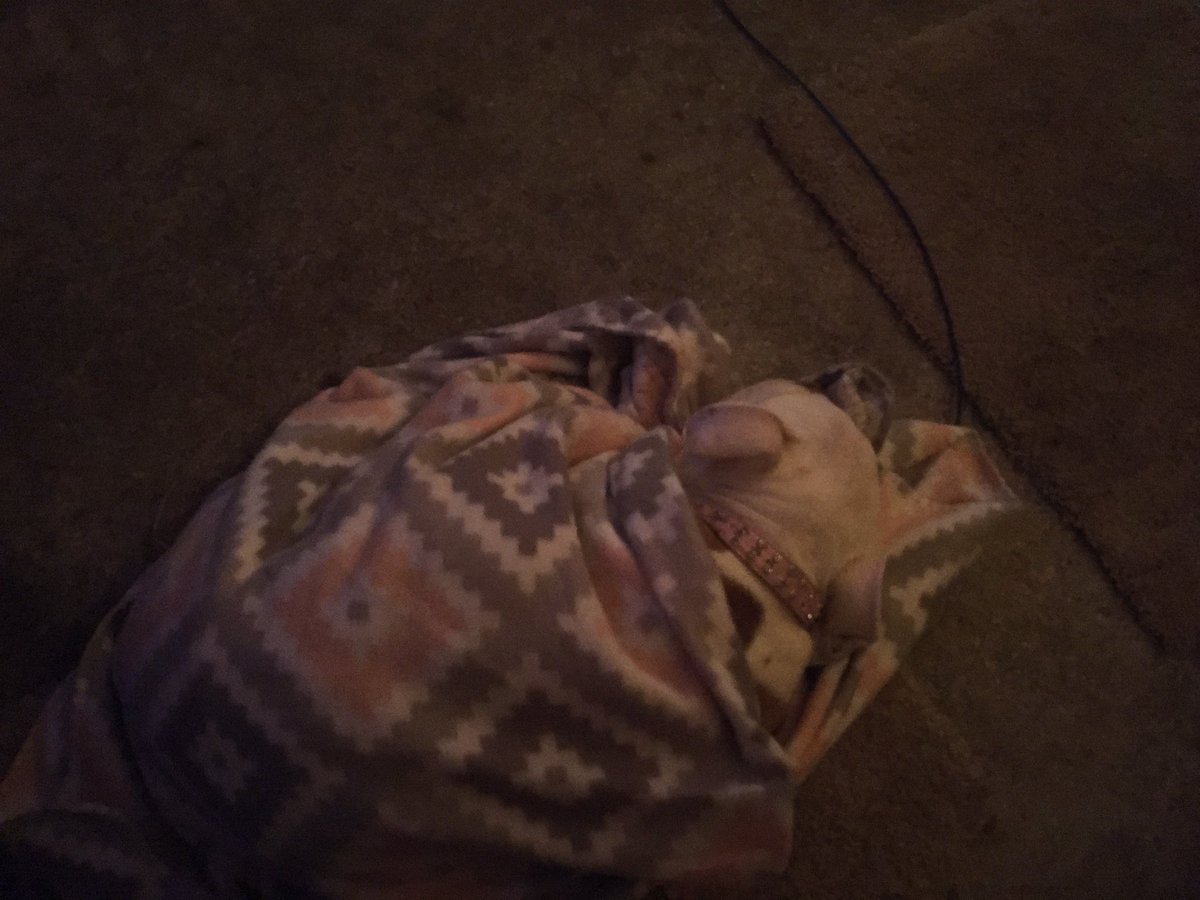 mabelmay0813's tweet photo. I was keeping my human Mom’s toes warm and my dad brought me a blanket ❤️🐶🐾 https://t.co/jJrC1YyLuQ