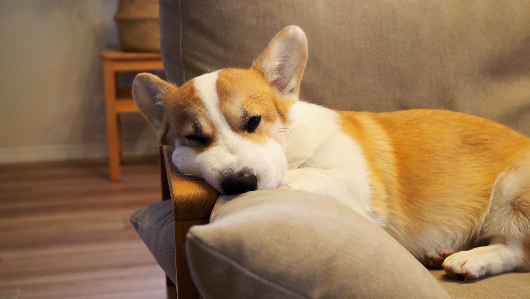 やぐ 家族には笑われ 腫れてるけどどうしようもなくて ふて寝する犬 T Co Mzzgopccsb Twitter