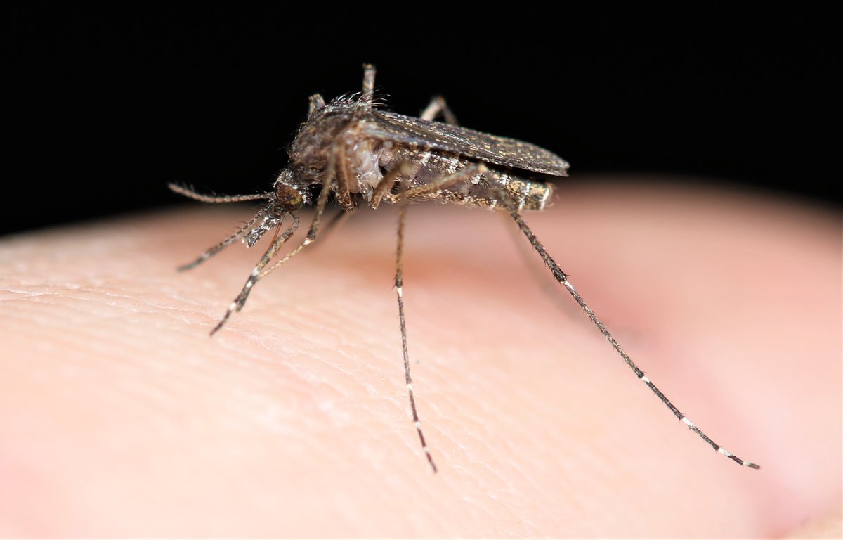 The only good photo I got this past trip to south Florida (besides tacos) was of Mansonia titillans.