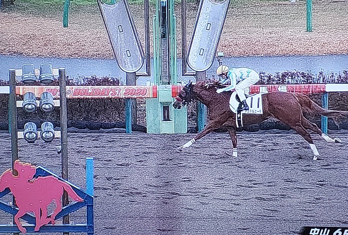 アステルカーラの引退が決まりました…
良くなると信じてずっと待っていましたが…これ以上は無理をしないで、繁殖で頑張って欲しいです🐴
娘が顔が可愛いと選んで、一口馬主初勝利を届けてくれた大切な愛馬です。
一緒に応援して頂いた皆様ありがとうございました🙇♂️
#ノルマンディーOC