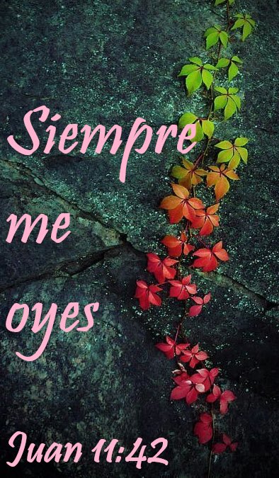 SanRafaelArcan4's tweet photo. Siempre #diosmeescucha #siempre #entodolugar https://t.co/Js6iRiDKRl