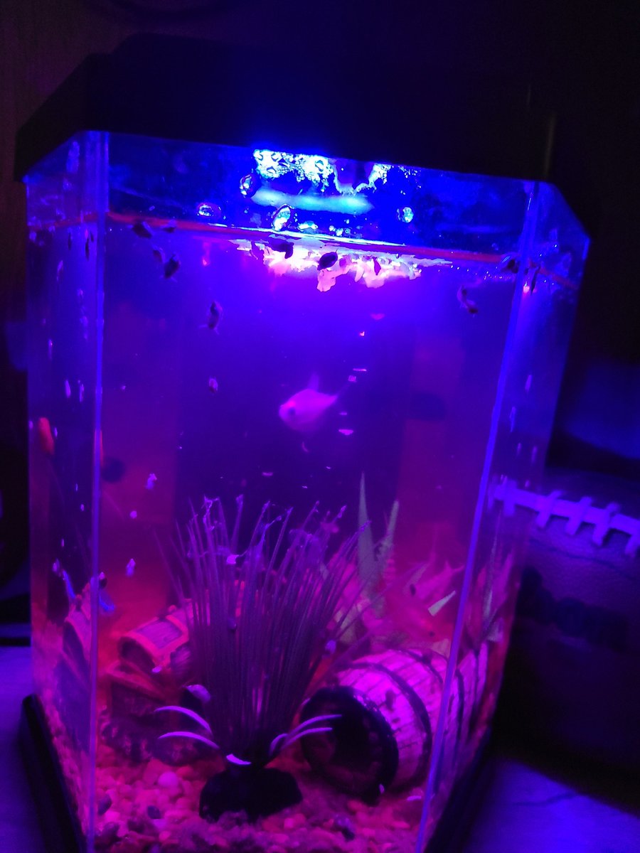 ChesdenR's tweet photo. I'm a grandma times 50 to baby snails!!!! 😂😍 every dot you see is a snail and some aren't able to be seen!!!! This is at least 3 rounds of giving birth for my snail named Gary! https://t.co/F5kV52wppl