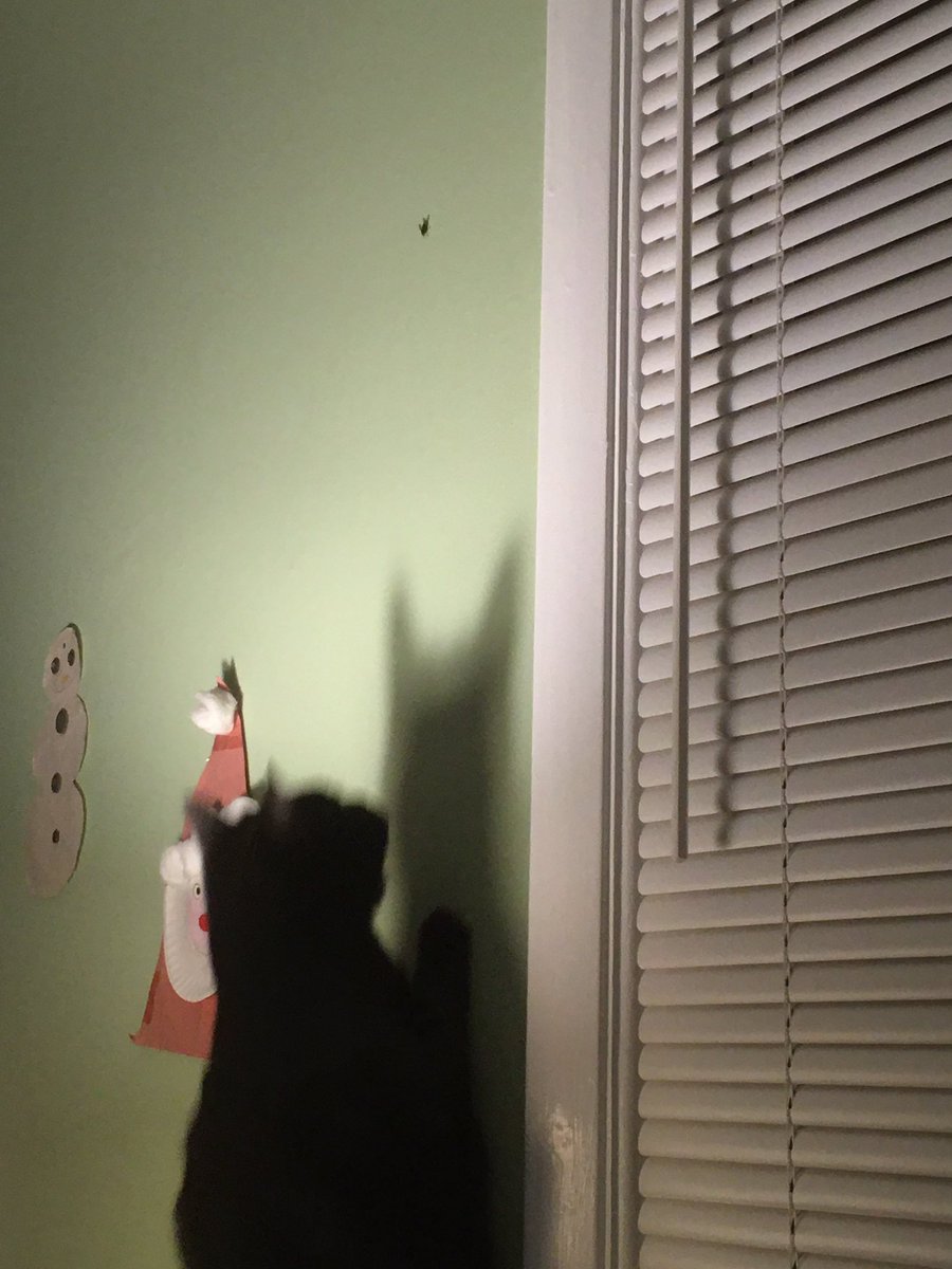 Michael70516320's tweet photo. @ben_mckenzie @donallogue @robinlordtaylor @camren @realdavidmazouz @seanpertwee @Sid_OConnell65 @missmorenab Our cat, Boo, trying to be the Dark Knight and capture the fly on the wall! 🦇 https://t.co/IRVvakU5bi