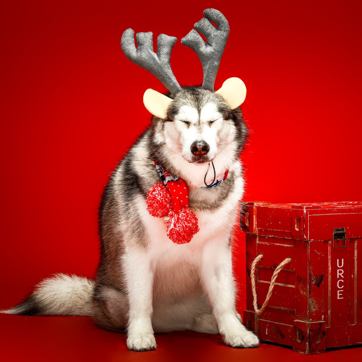 BlueberryPet's tweet photo. https://t.co/mYCrHyCq4J