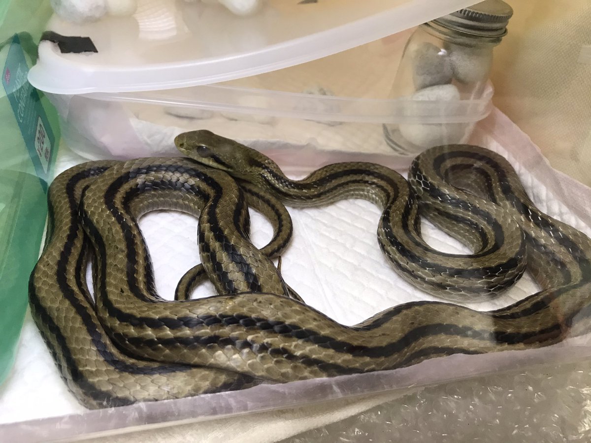 シマヘビを食い物にしよう 6ページ目 Togetter シマヘビを食い物にしよう 6ページ目 Togetter