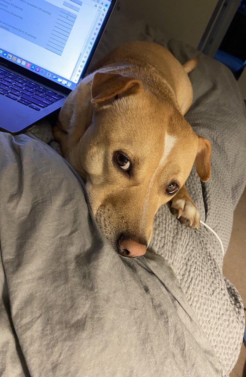 jschildkraut80's tweet photo. Since my last post was pretty heavy (though it sparked some good conversation!), I figured I would end the night on a more upbeat note. So here is Chloe, who decided Fridays are, in fact, not for working but rather perfecting the side eye. #CrimPuppy #SassForDays 🐶❤️ https://t.co/wXrSvgFnxm