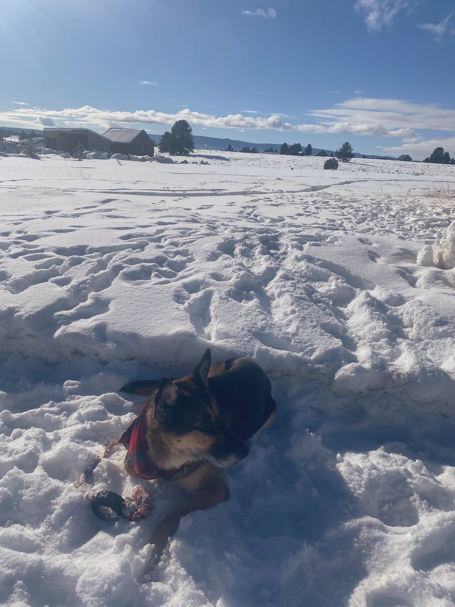 whittims's tweet photo. Perfect little snow doggies 🤍❄️💙 https://t.co/9Trvn3Xdlf
