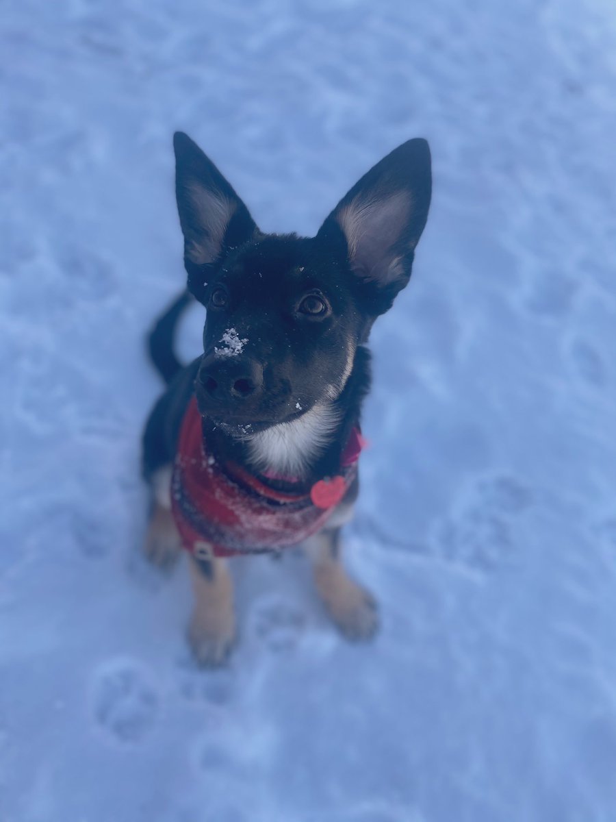 whittims's tweet photo. Perfect little snow doggies 🤍❄️💙 https://t.co/9Trvn3Xdlf
