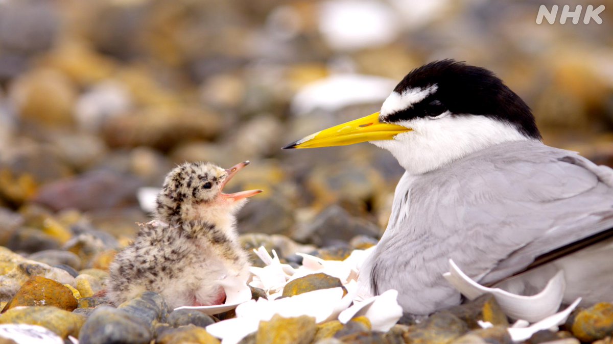 ダーウィンが来た ヒナはフワフワポワポワ 海鳥コアジサシ 見逃しちゃった そんなときにはnhk 絶滅危惧種の コアジサシは 毎年子育てのために日本に渡ってくる貴重な海鳥 その一大繁殖地が なんと大都会 東京 羽田空港のそばにある