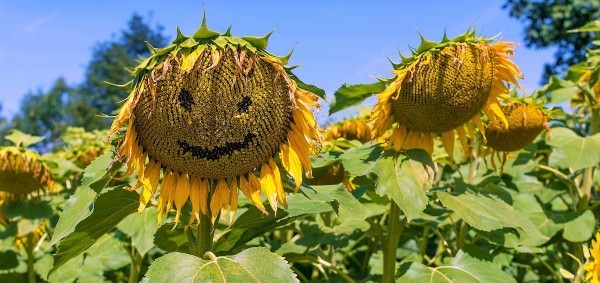 R-6 is described as follows: "flowering is complete and the ray flowers are wilting." (pictured)(s are composite flowers, which means they are made up of disc & ray flowers. Discs are on the inside, rays are what you would prob call "petals" - the yellow bits of the ) +