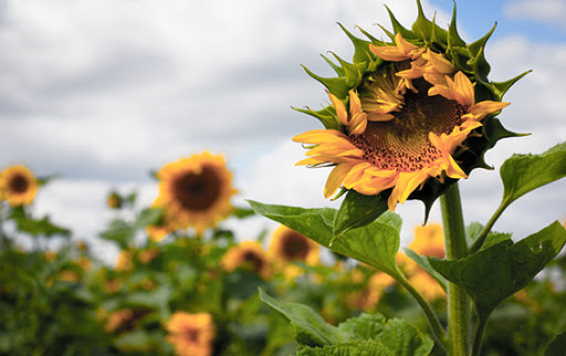 R-6 is described as follows: "flowering is complete and the ray flowers are wilting." (pictured)(s are composite flowers, which means they are made up of disc & ray flowers. Discs are on the inside, rays are what you would prob call "petals" - the yellow bits of the ) +