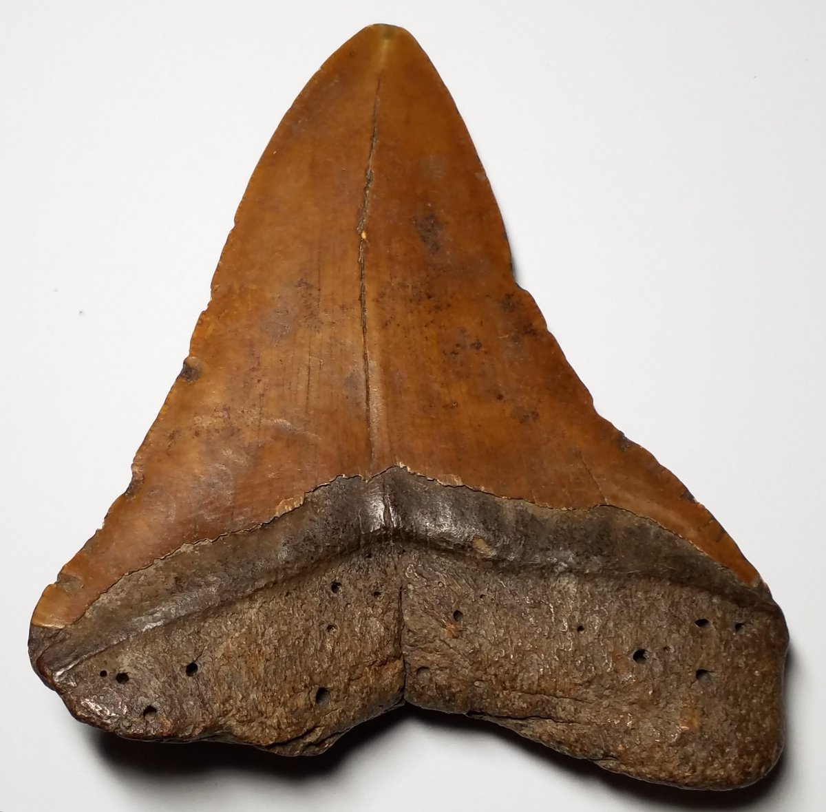 PinupStickers's tweet photo. #DiggersRelics #Prehistoric #Predator #Fossil #Megalodon #Shark #Tooth #FossilSharkTooth #Christmasgifts #stockingstuffers #ChristmasGiftIdeas #ChristmasIsComing
π₯π₯ BUY NOW π₯π₯
πhttps://t.co/Ev67XdJMGZ https://t.co/HIRmyV1jxC