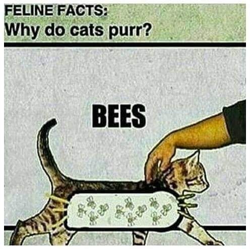 SpeshlAgtDooper's tweet photo. #SavetheBees https://t.co/KjUrjdyLX2