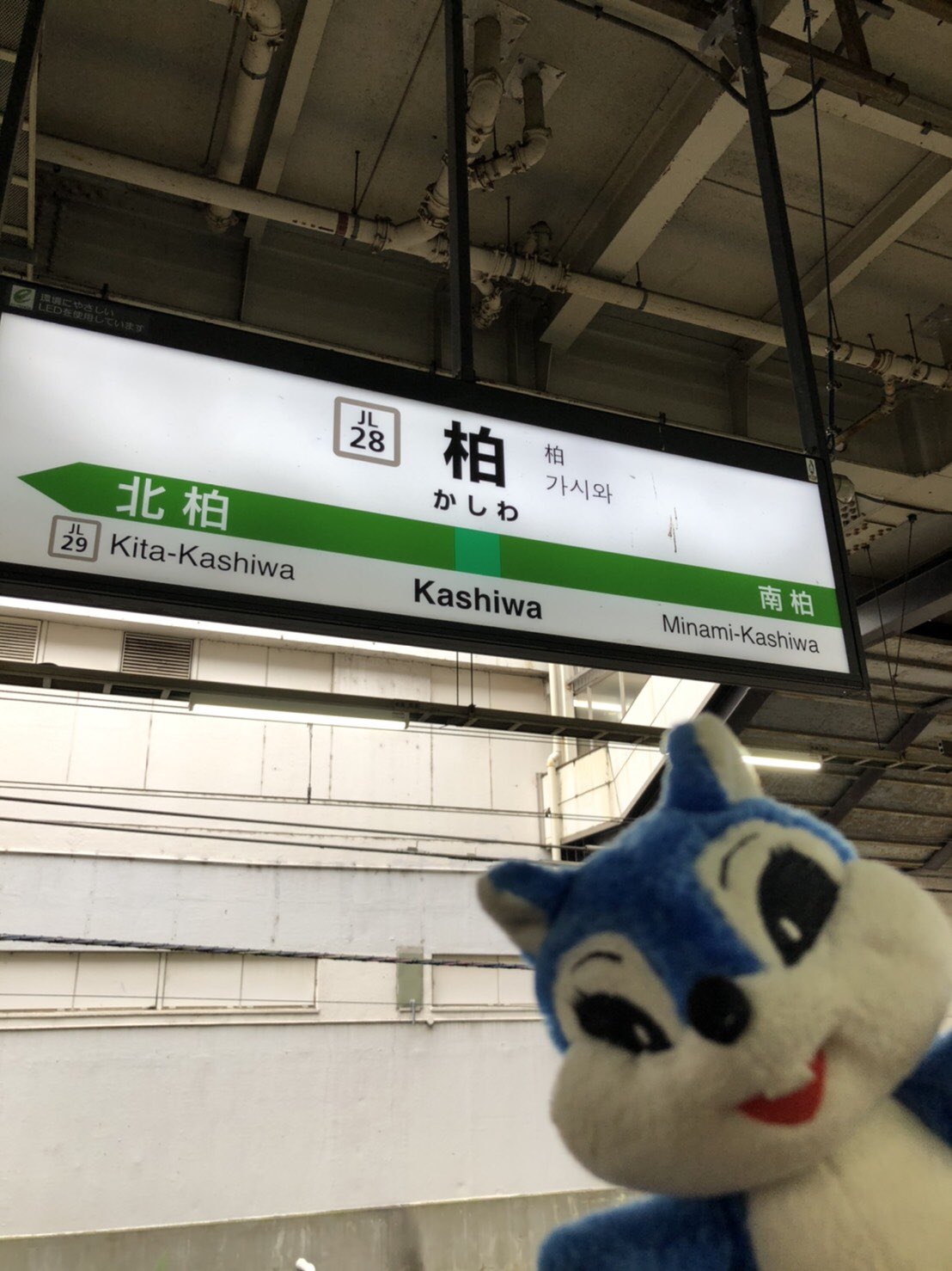 ブルーチップ 公式 No Twitter 今週のチップちゃん Vol 74 1 柏駅でっす W ノ 桃鉄じゃあないよ ぬいどり ぬいぐるみ チップちゃんの沼 ブルーチップ 公式 No Twitter 今週のチップちゃん Vol 74 1 柏駅でっす W ノ 桃鉄じゃあないよ ぬいどり ぬいぐるみ チップちゃんの沼