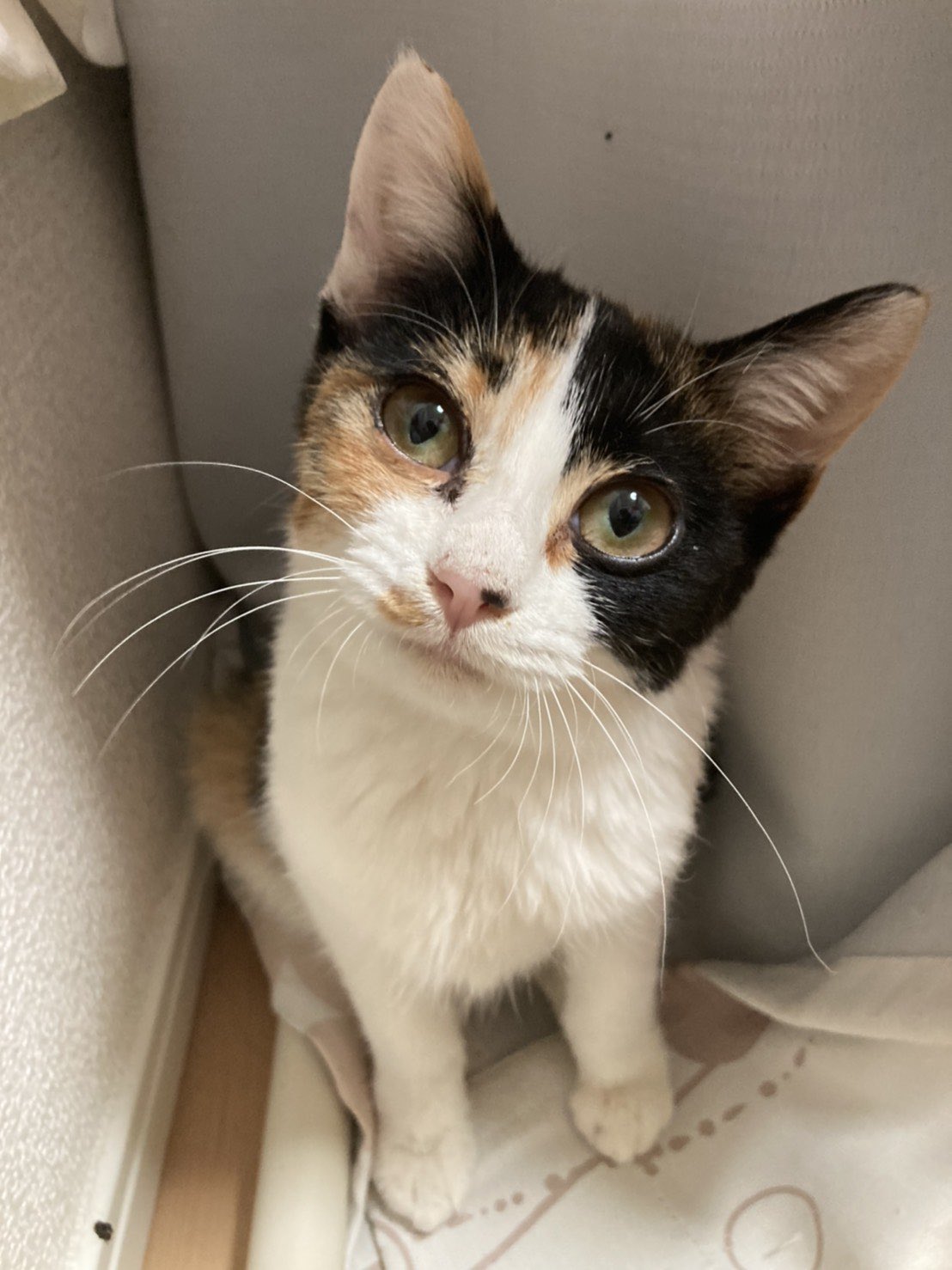 いぬねこcafeluaカフェお休み中 るうあの新しい保護猫の楓ちゃんです 3ヶ月くらいの美人の三毛ちゃんです 普段は預かりさんのお家にいるのでお見合い希望の方はお電話ください 里親募集中 保護猫 三毛猫 いぬねこcafeluaカフェお休み中 るうあの新しい保護猫の楓ちゃんです 3ヶ月くらいの美人の三毛ちゃんです 普段は預かりさんのお家にいるのでお見合い希望の方はお電話ください 里親募集中 保護猫 三毛猫