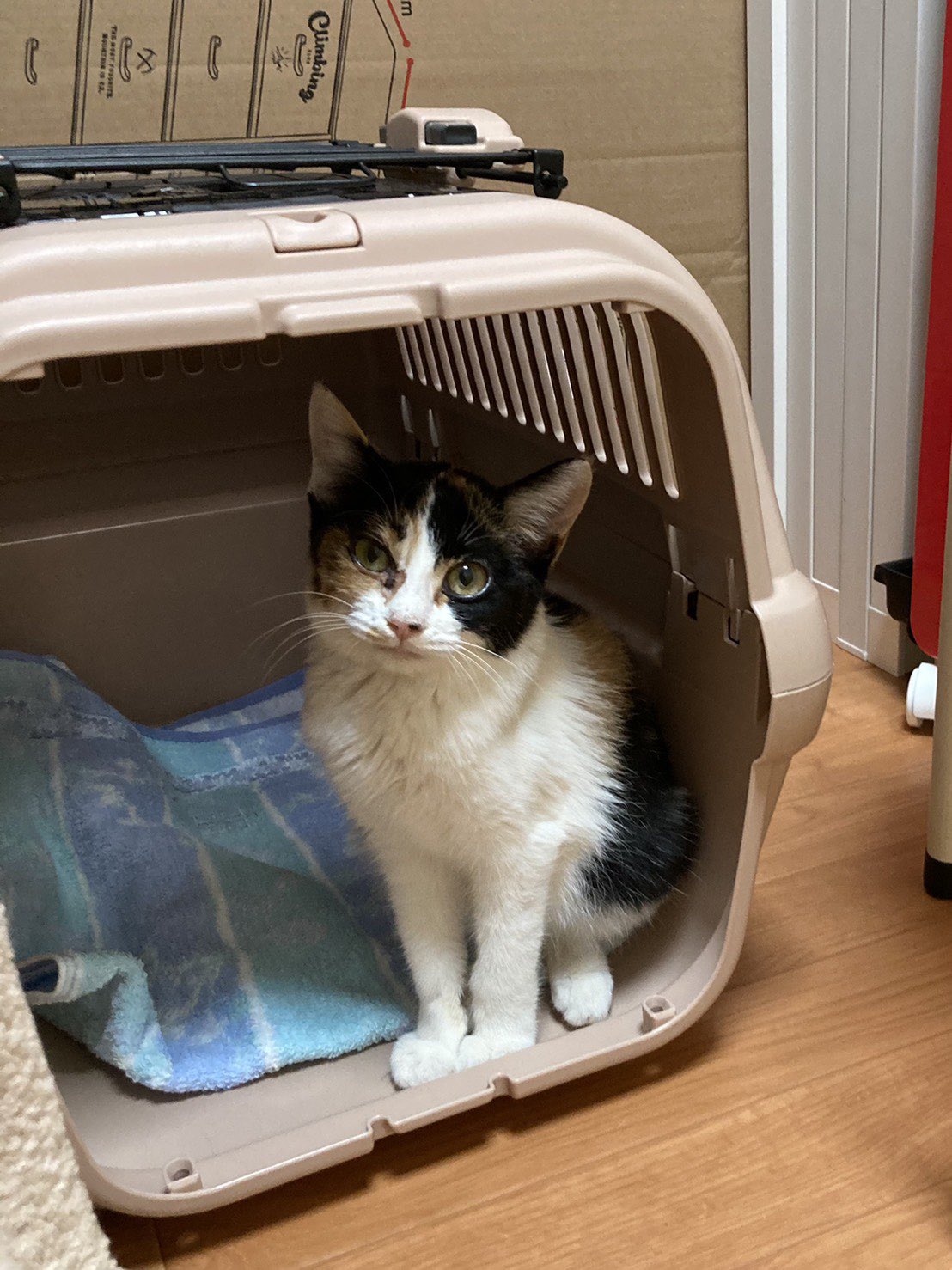 いぬねこcafeluaカフェお休み中 るうあの新しい保護猫の楓ちゃんです 3ヶ月くらいの美人の三毛ちゃんです 普段は預かりさんのお家にいるのでお見合い希望の方はお電話ください 里親募集中 保護猫 三毛猫 いぬねこcafeluaカフェお休み中 るうあの新しい保護猫の楓ちゃんです 3ヶ月くらいの美人の三毛ちゃんです 普段は預かりさんのお家にいるのでお見合い希望の方はお電話ください 里親募集中 保護猫 三毛猫