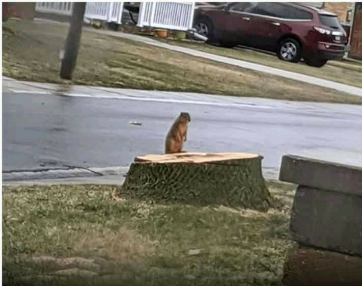 upcopavi's tweet image. जरा सोचिए आप अपने घर पहुँचे, और वहां आपका घर हो ही नही।

लोग जीवन में एक पेड़ नही लगाते और अपने फायदे के लिए हजारों पेड़ काट डालते है या कटवा देते हैं;कितने पक्षियों का घर रहते है वो पेड़,क्या यही हमारी मानवता दिखाता हैं।
#save_environment
#stay_green
@DrKumarVishwas @ipskabra