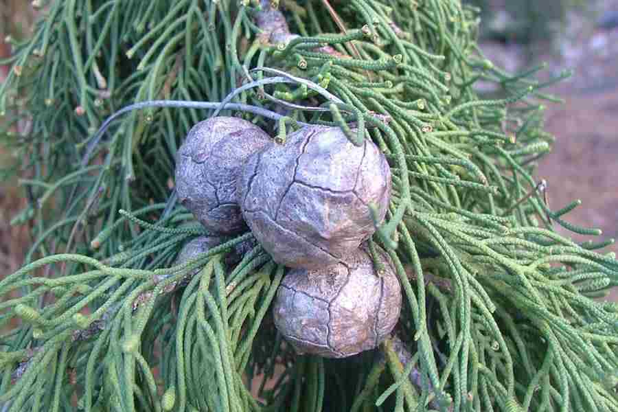 So that’s what you need to try and remember: the two big Gymnosperm families are distinguished by a trait that is buried deep inside the female cone, invisible to casual inspection.