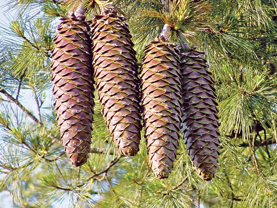 So that’s what you need to try and remember: the two big Gymnosperm families are distinguished by a trait that is buried deep inside the female cone, invisible to casual inspection.
