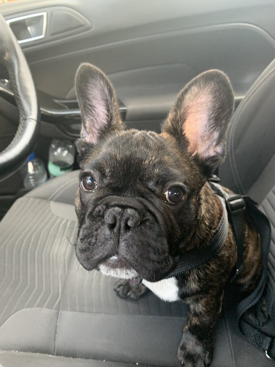 NatWalls's tweet photo. @BbMrsbrownsboys He’s gorgeous Danny, did you name him? My sister got Franc about 6 weeks ago! 🐶🐾 https://t.co/zQQgk2pOxE