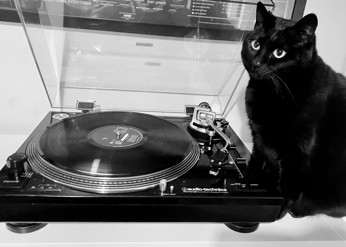 iainkey's tweet photo. How it started/how itโs going... #musicalpets @hmvtweets https://t.co/uMTJs9qJbW