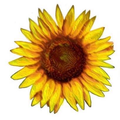 SunflowerProdu1's tweet photo. It’s December which can only mean one thing – 2020 is nearly behind us. Our production of The Full Monty in February feels like a lifetime ago but we haven’t been dwelling, we’ve been looking to an exciting future. Keep your eyes peeled for a Sunflower announcement! https://t.co/uwRtuw9HvX