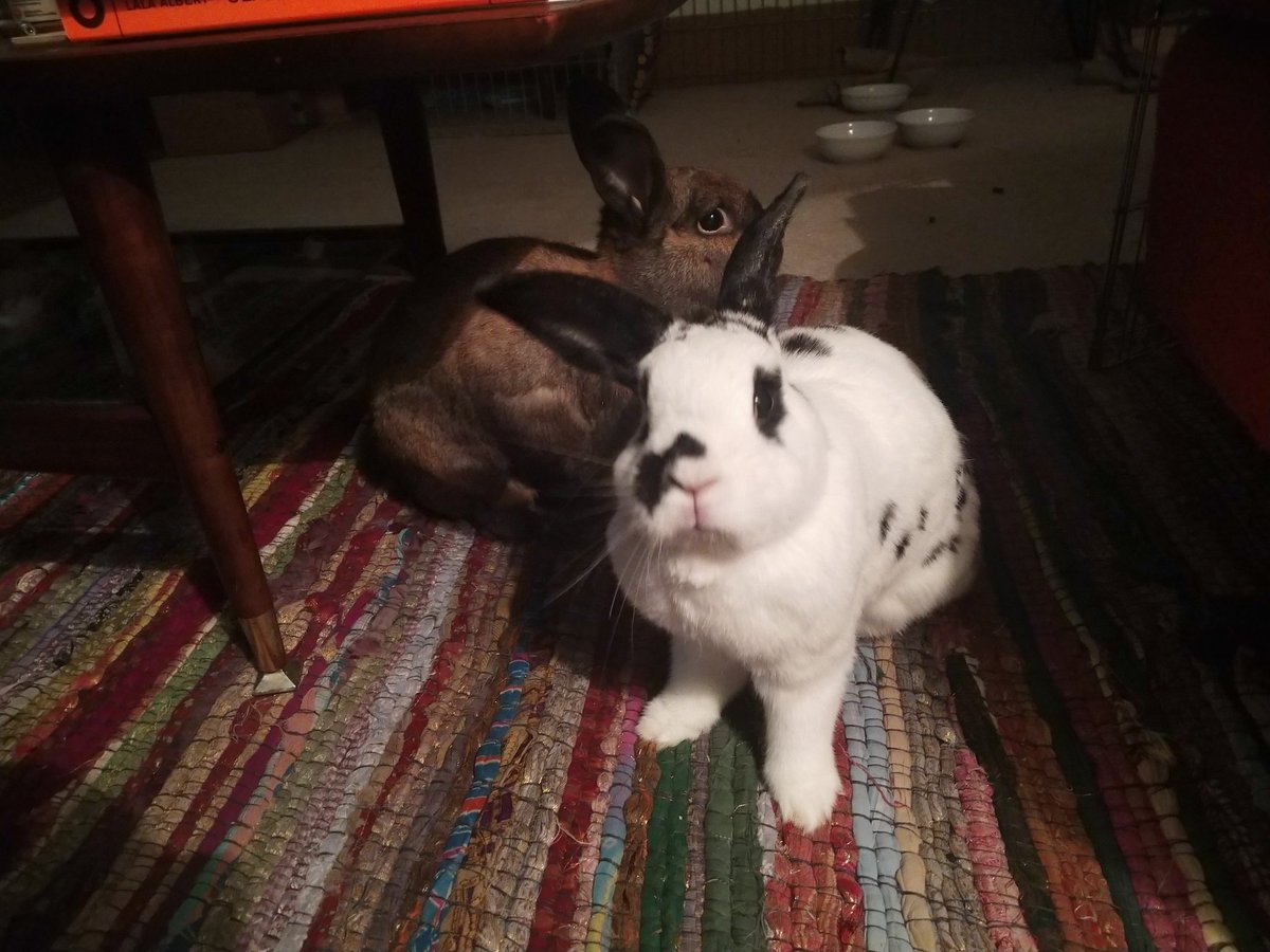 noted friend of rabbit tweet media