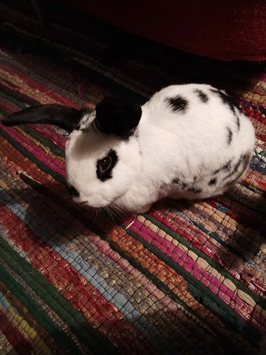 noted friend of rabbit tweet media