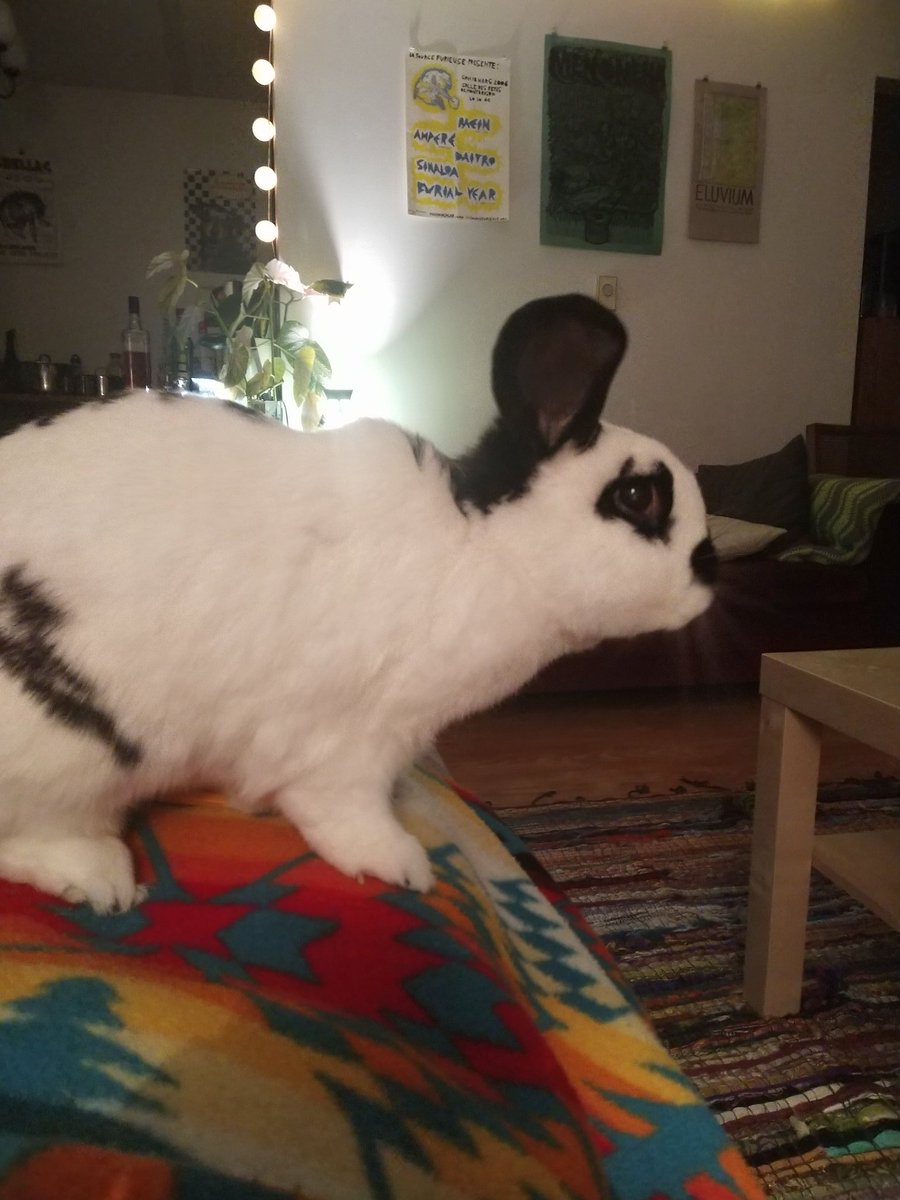 noted friend of rabbit tweet media