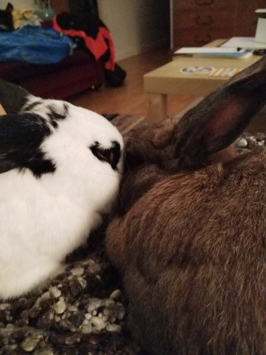 noted friend of rabbit tweet media