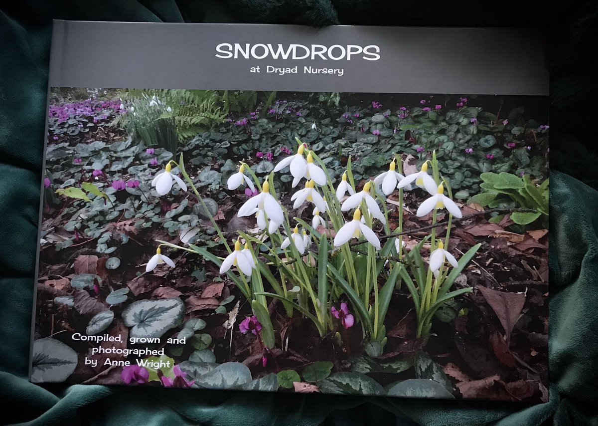 86_plot's tweet photo. This weekend read is a beautiful collection of snowdrops presented and developed by Anne Wright of Dryad Nursery. Some absolutely stunning images. #galanthus #dryadnursery #snowdrops #galanthophile https://t.co/qhNlJZjPIg