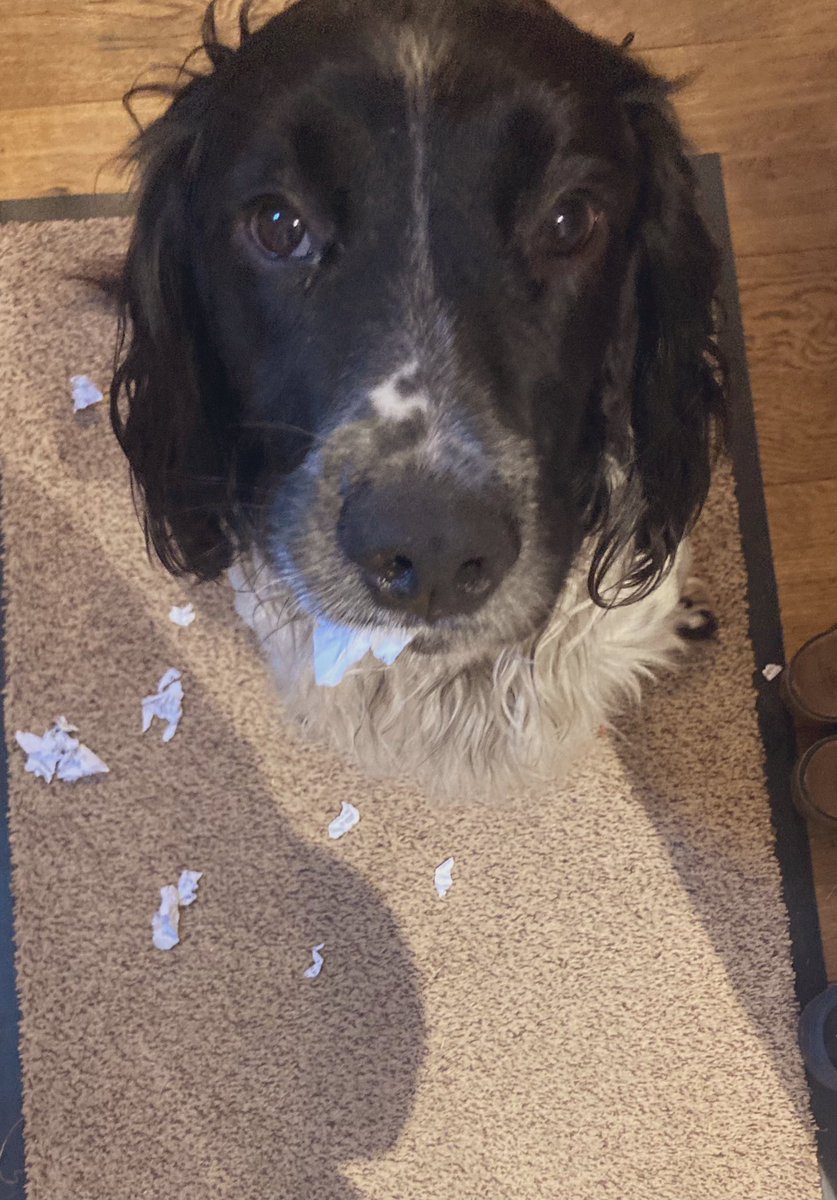 madcap_max's tweet photo. This is what happens when I get left behind? 🤣😢🐾 #notatallsorry #Maxboredathome https://t.co/iin2dY8Thh