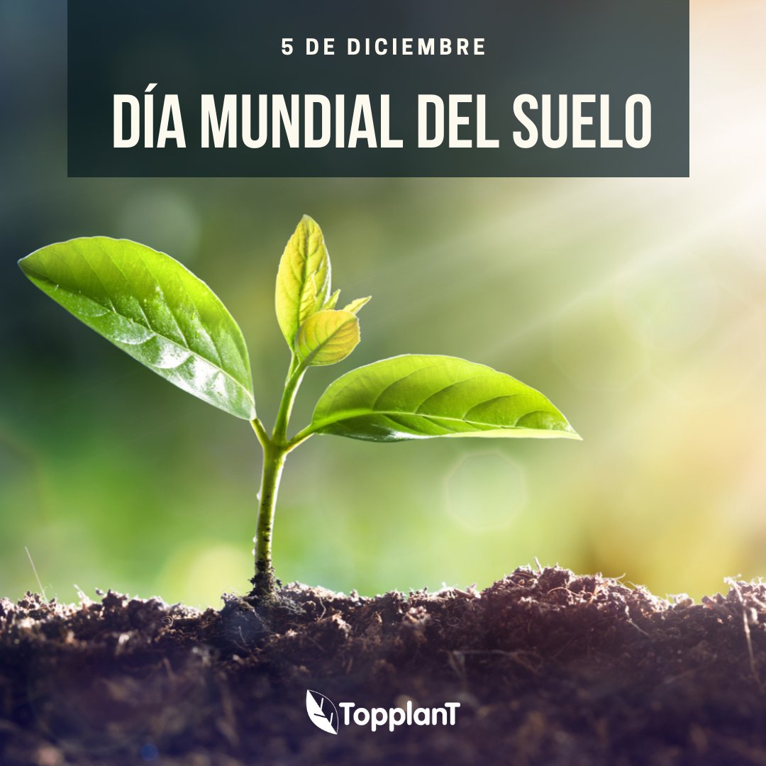 TopplanTes's tweet photo. 🌱 ¡Hoy celebramos el #DíaMundialdelSuelo!

Desde @TopplanTes nos comprometemos a mejorar de manera proactiva la salud del suelo.

Queremos saber tu opinión, ¿qué acciones crees que se pueden realizar para proteger el suelo?

#TopplanT #BiodiversidadDelSuelo https://t.co/U4LJkzpwbs